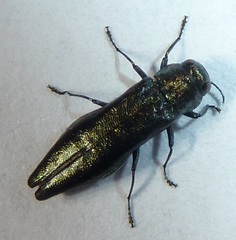 Agrilus politus