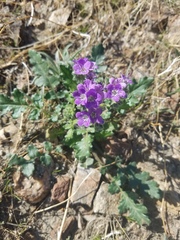 Phacelia crenulata