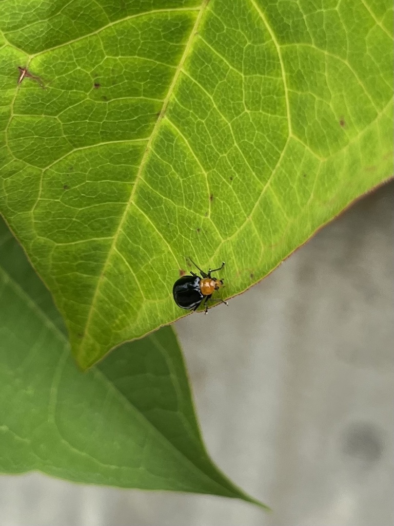 Aulacophora nigripennis in June 2023 by mako328 · iNaturalist