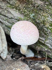 Boletellus ananas image