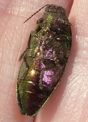 Buprestis adjecta