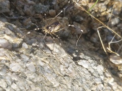 Opiliones