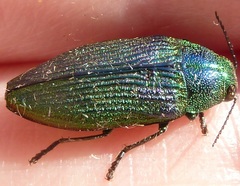 Buprestis adjecta