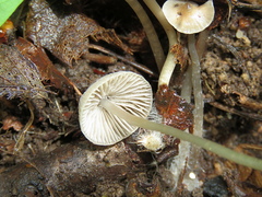 Mycena abramsii
