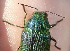 Buprestis adjecta