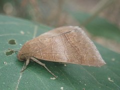 Bastilla absentimacula