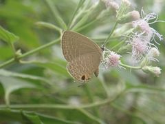 Jamides bochus formosanus