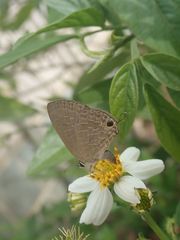 Jamides bochus formosanus