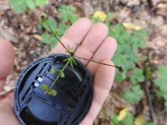 Phytomyza brunnipes