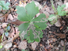 Phytomyza brunnipes