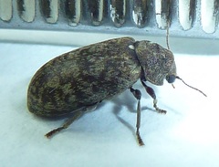 Xestobium affine
