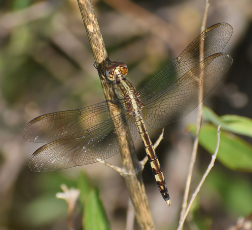 Black-winged Dragonlet