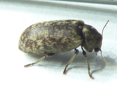 Xestobium affine