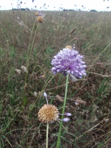 Field Garlic