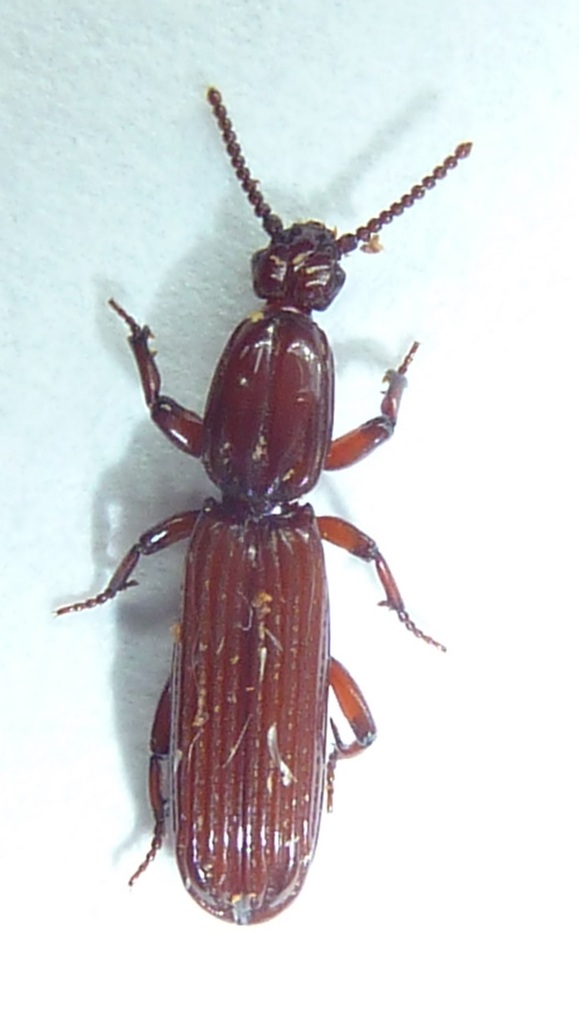 Clinidium calcaratum