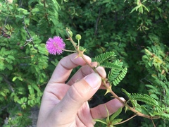 Mimosa tricephala