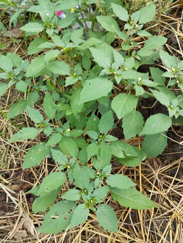 cutleaf groundcherry
