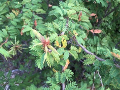 Mimosa tricephala