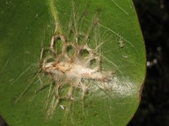 Mapsidius charpentierii