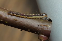 Mapsidius charpentierii