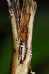 Mapsidius charpentierii