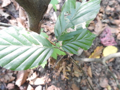Stigmella hemargyrella