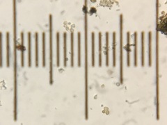 Aulographina eucalypti