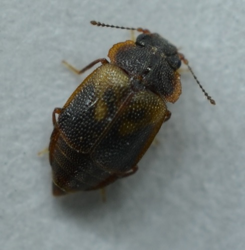 género Megarthrus · NaturaLista Colombia