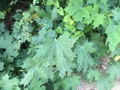 Cnidoscolus maculatus