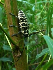 Plectrodera scalator