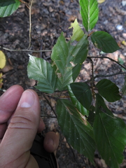Stigmella hemargyrella