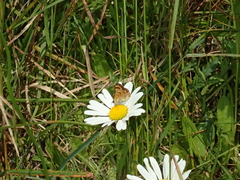 Lycaena enysii