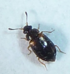 Proteinus basalis