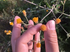 Bebbia atriplicifolia