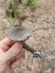 Strobilomyces strobilaceus image
