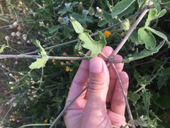 Bebbia atriplicifolia