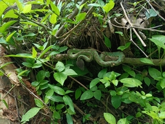 Travancore Pit Viper photo 3