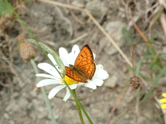 Lycaena edna