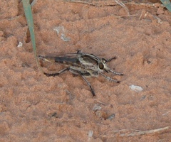 Triorla interrupta