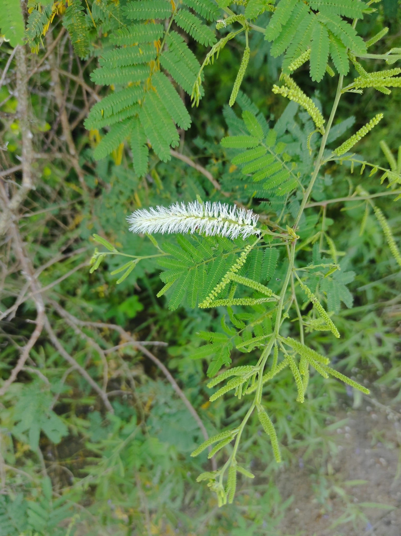 Mimosa tenuiflora