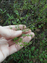 Galium porrigens