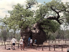 Adansonia gregorii