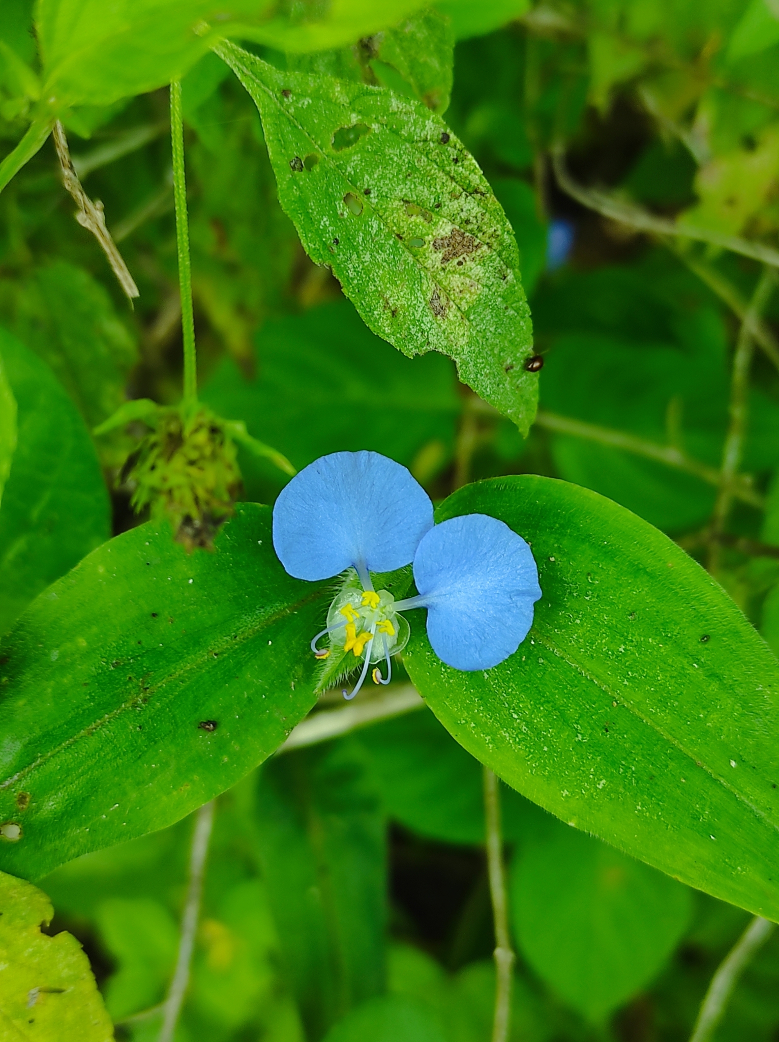 Commelina erecta