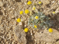 Trichoptilium incisum