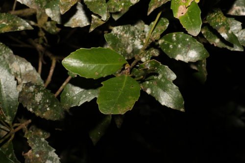 Doryphora sassafras (Doryphora sassafras)