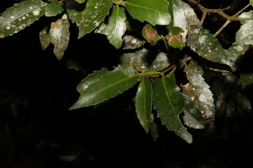 Image of Doryphora sassafras by (c) Greg Tasney, some rights reserved (CC BY-SA)