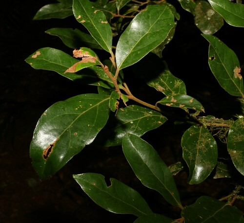 Image of Endiandra crassiflora by (c) Greg Tasney, some rights reserved (CC BY-SA)