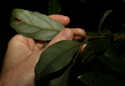 Image of Endiandra crassiflora by (c) Greg Tasney, some rights reserved (CC BY-SA)