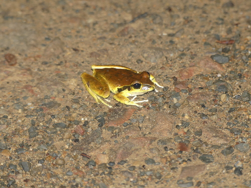 Rhyaconastes wilcoxii