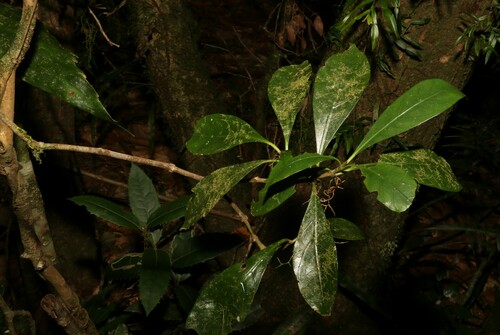 Image of Atractocarpus benthamianus by (c) Greg Tasney, some rights reserved (CC BY-SA)